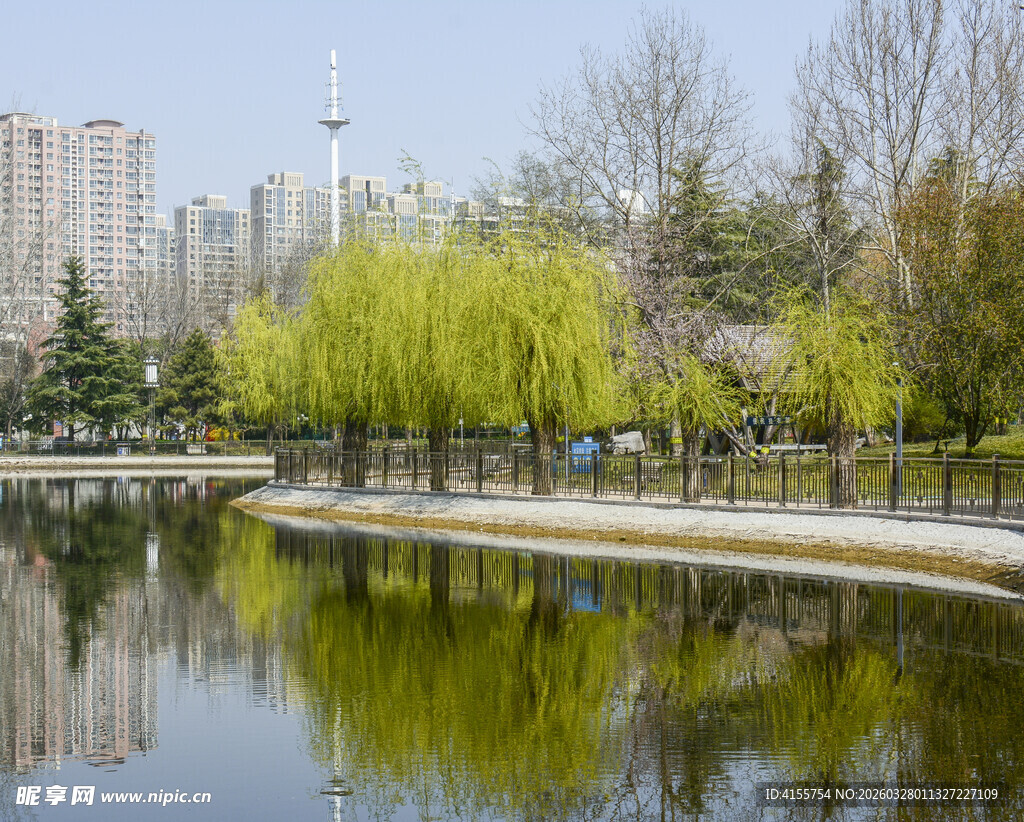 春日湖畔垂柳风景图