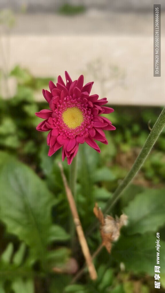 娇艳红菊绽放绿叶间