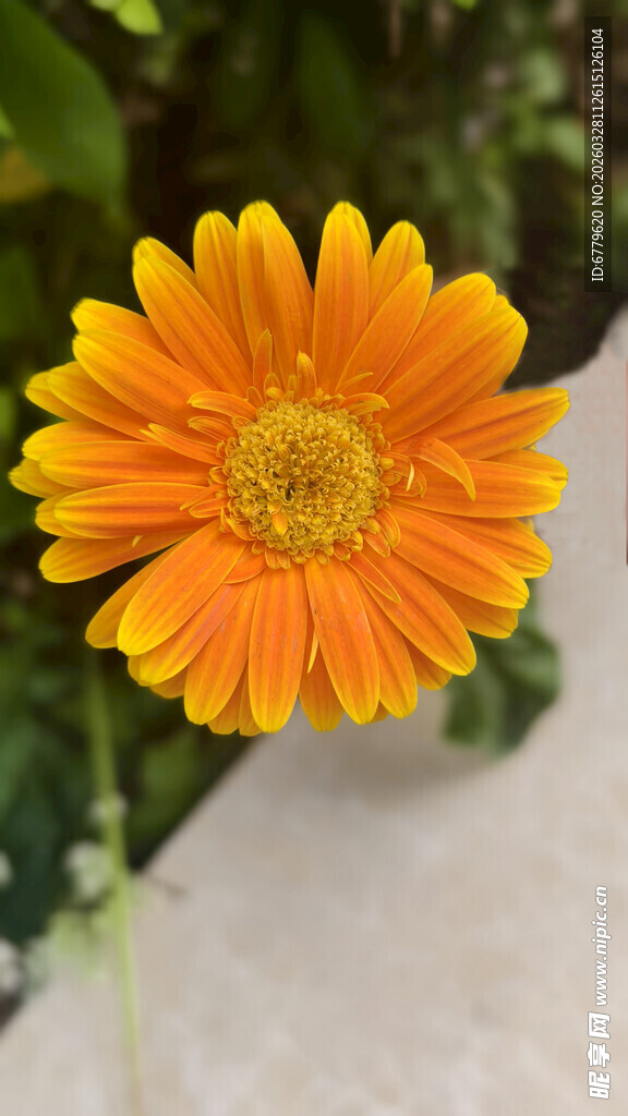 橙色非洲菊特写