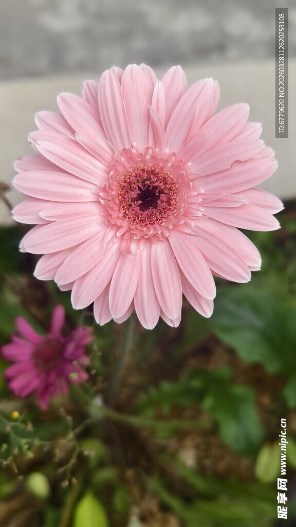 粉色非洲菊特写