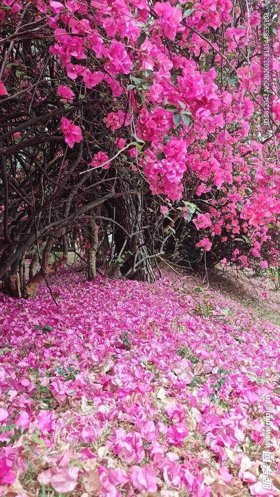 粉色落花铺地的烂漫景致
