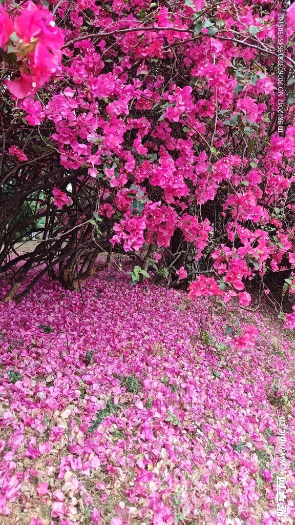 三角梅 落地花瓣