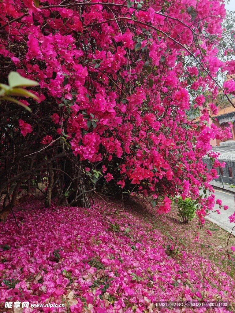  三角梅  落地花瓣