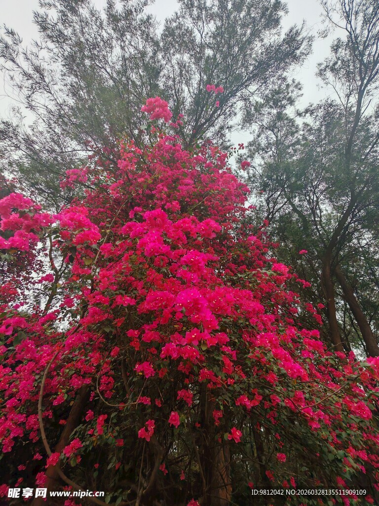 艳丽三角梅绽放于林间