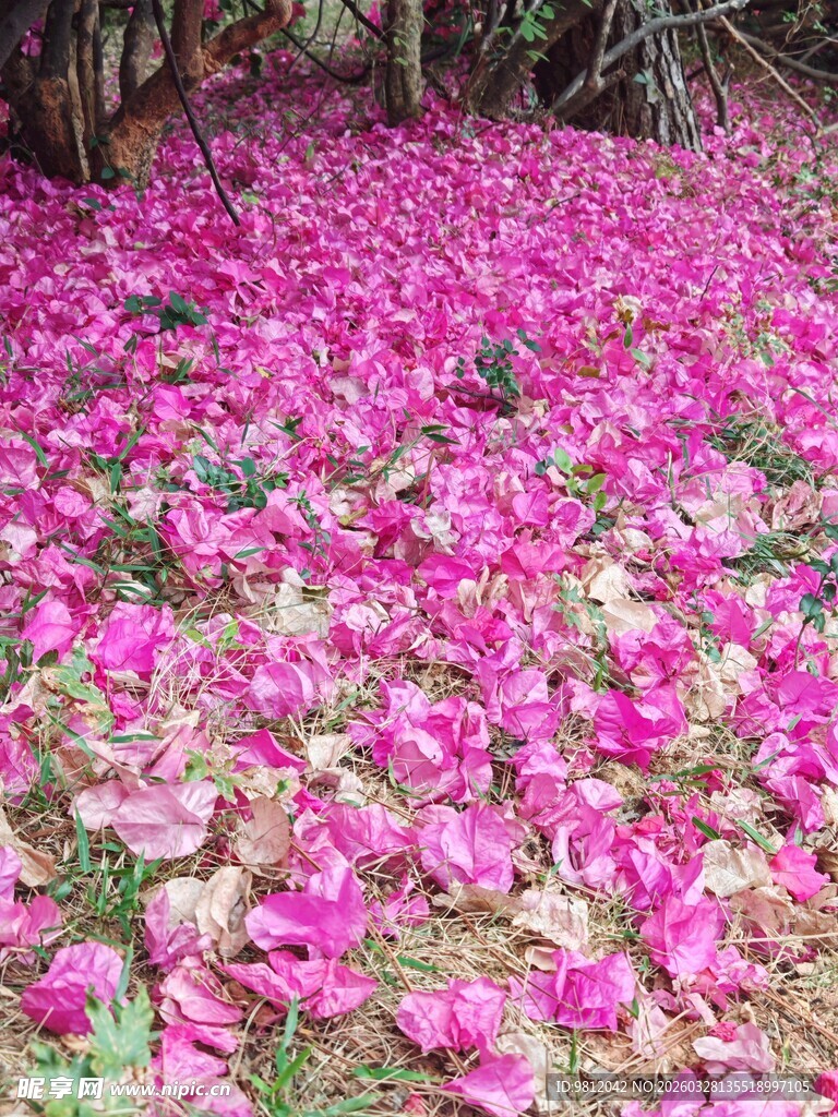 花瓣 落地花瓣 三角梅
