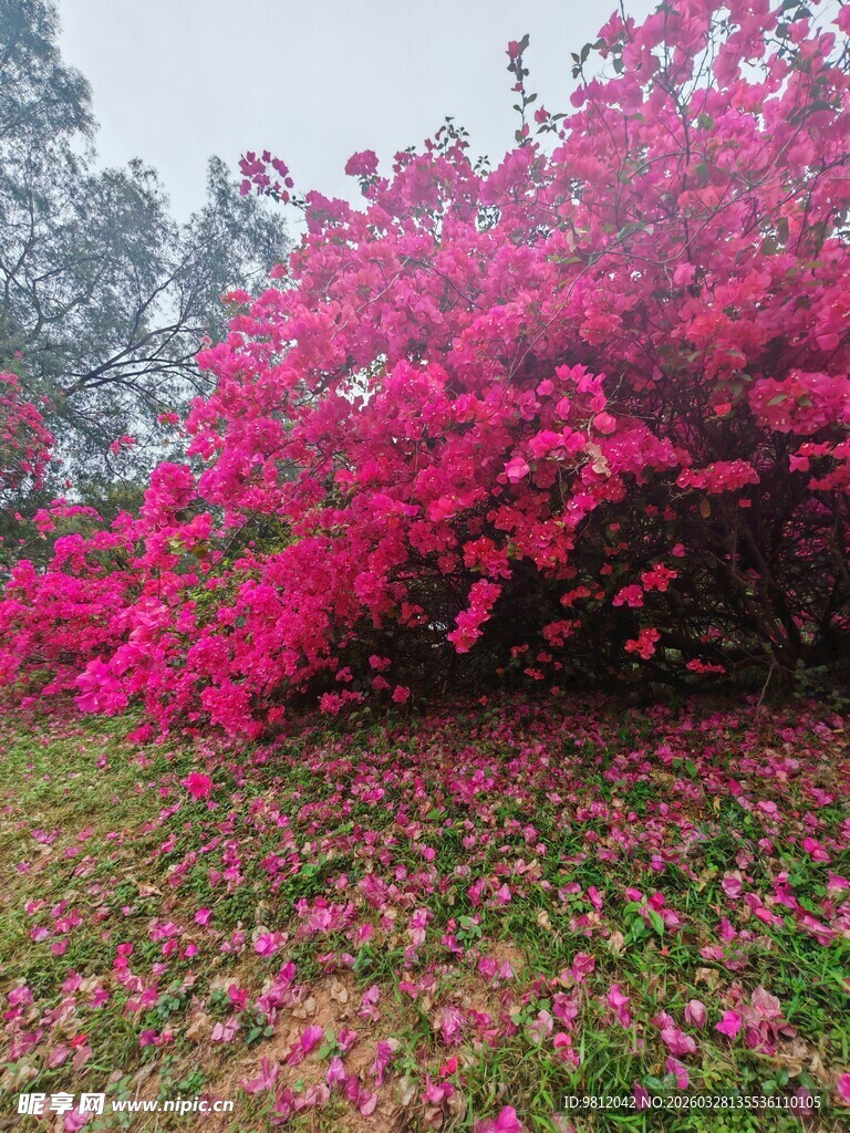 三角梅 烂漫繁花 散落草地春光