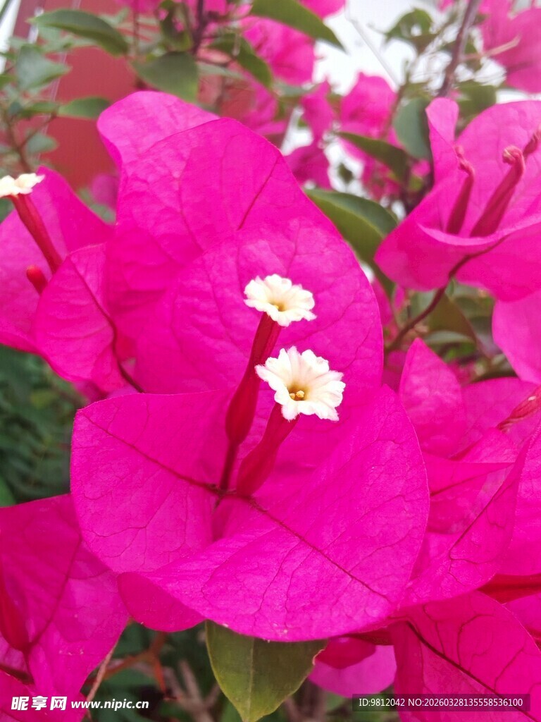 艳丽三角梅绽放