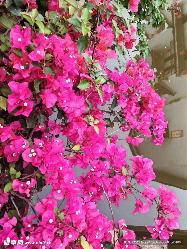 艳丽三角梅装点户外景致