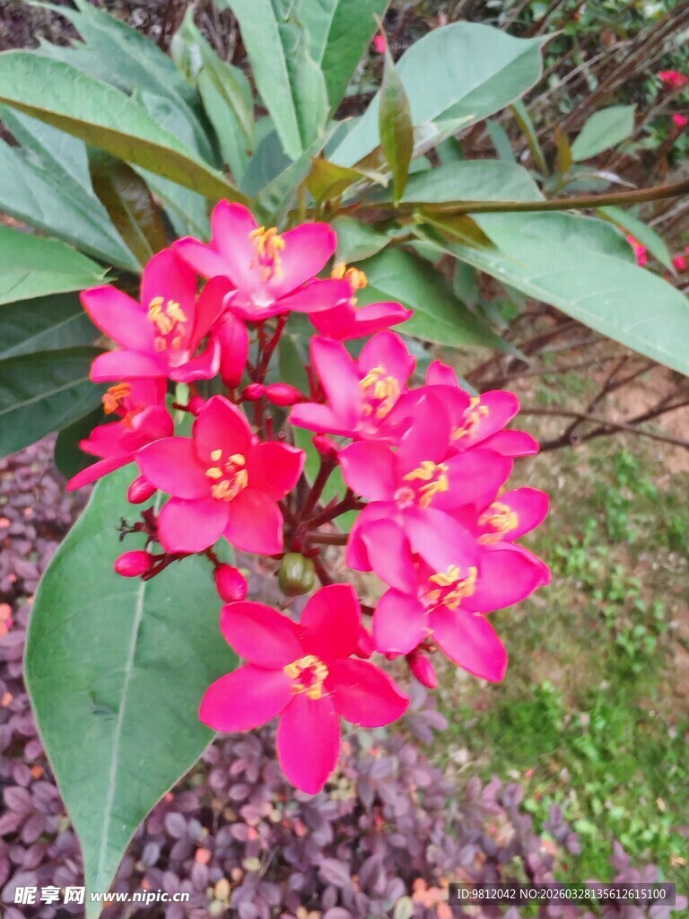 艳丽粉色花朵绽放绿叶间