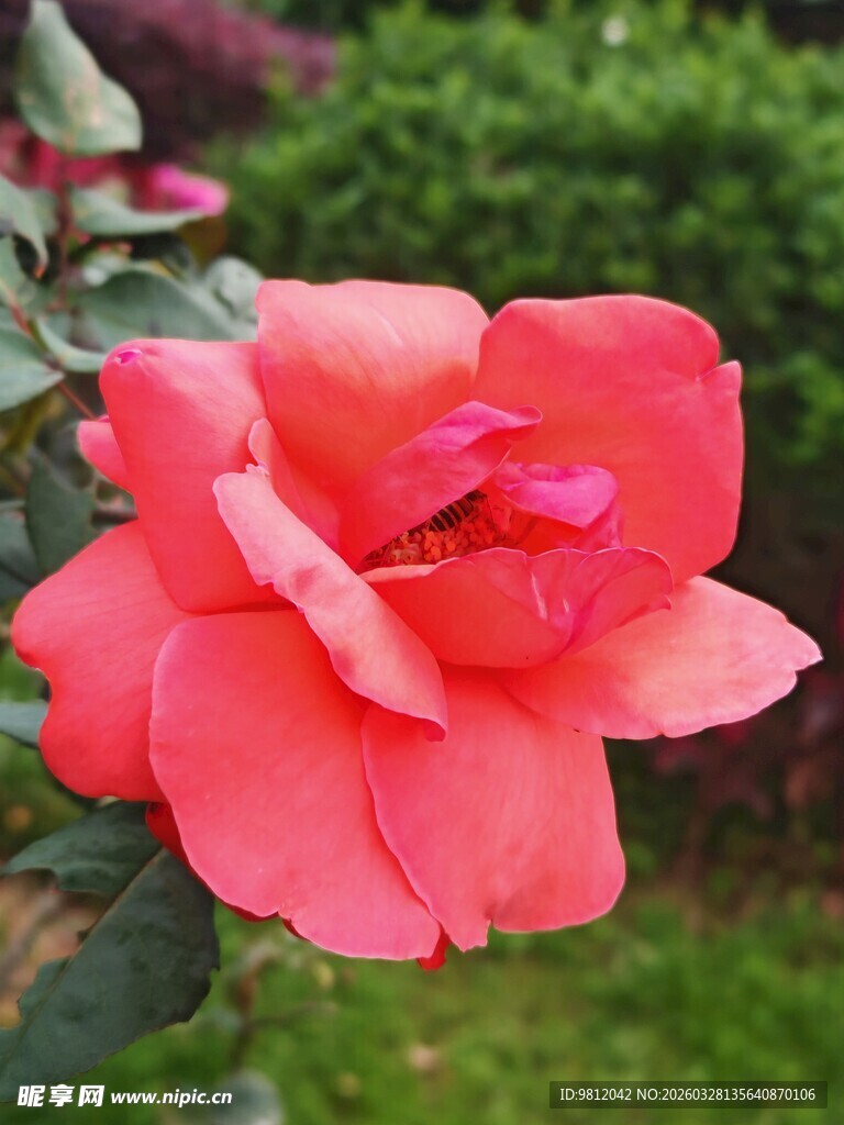 娇艳欲滴的粉色月季花