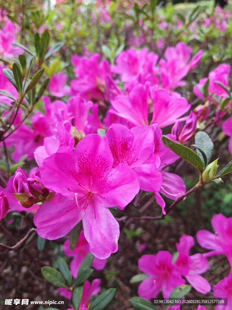 娇艳盛开的粉色杜鹃花