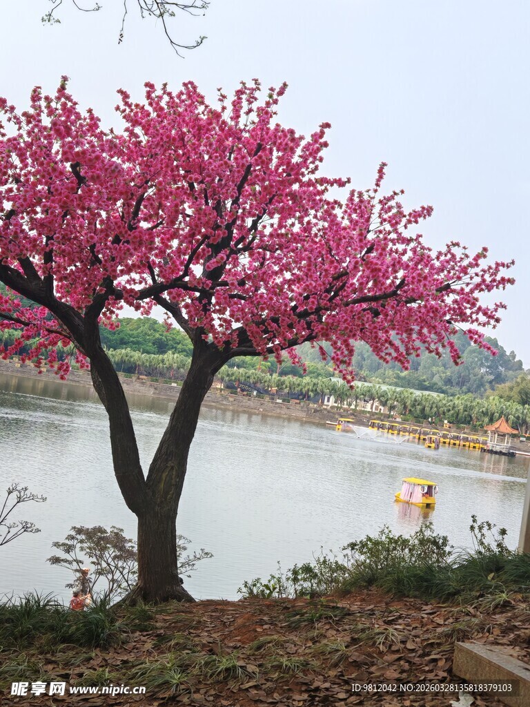 湖畔盛开的绚烂粉色花树