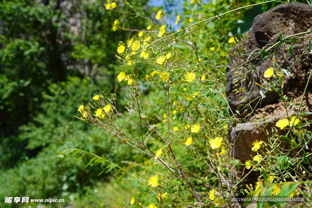 野外岩石旁的花丛