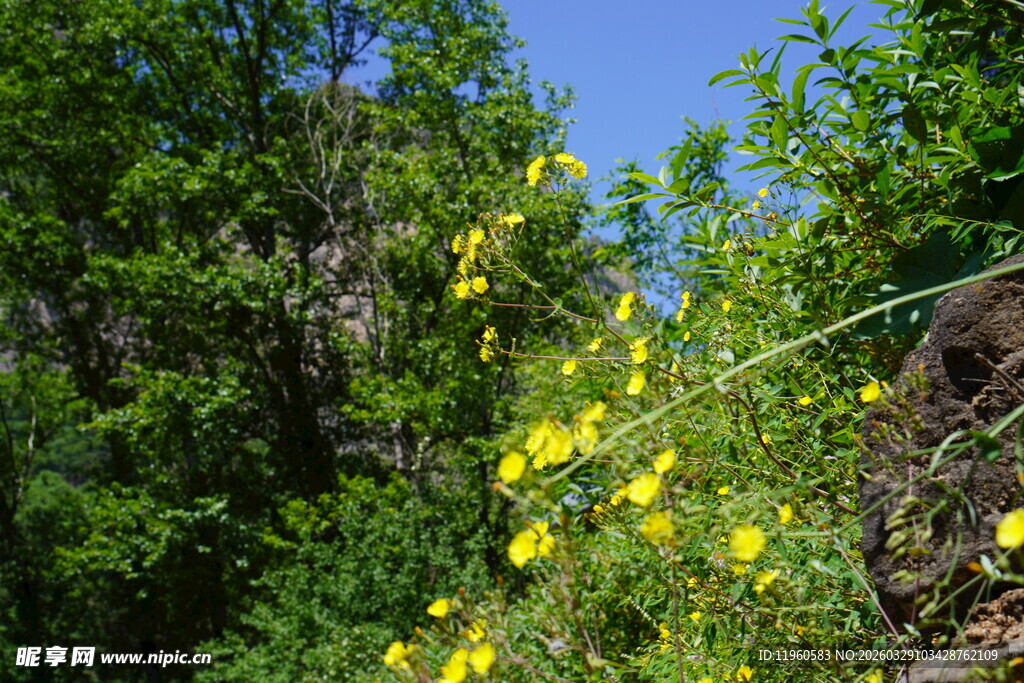山间绽放的明艳黄色小花