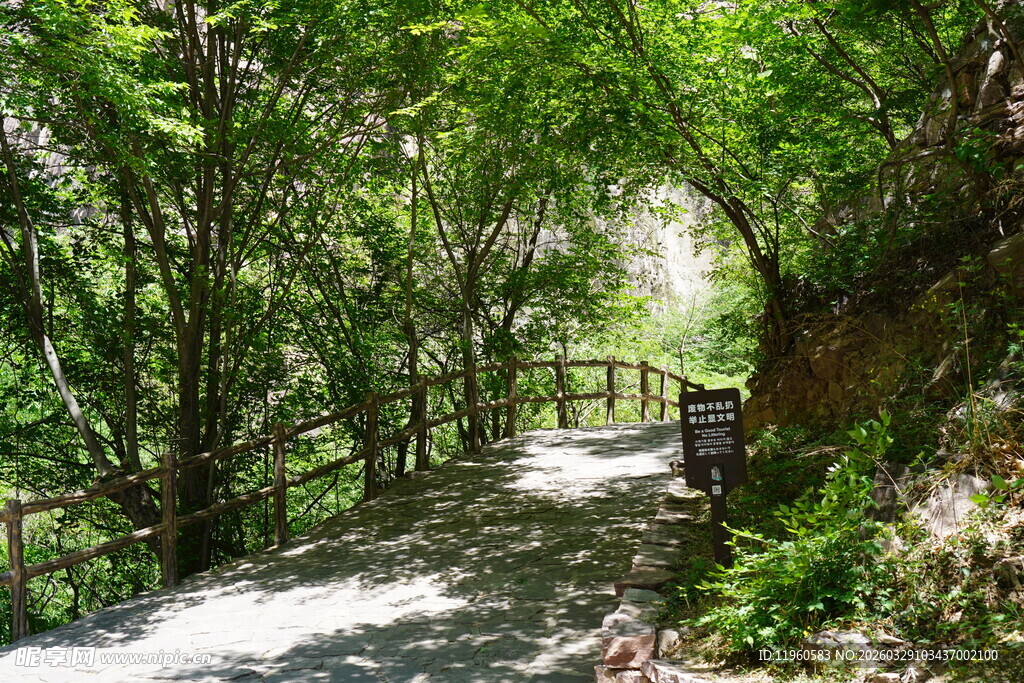 林间幽径绿意盎然的小道