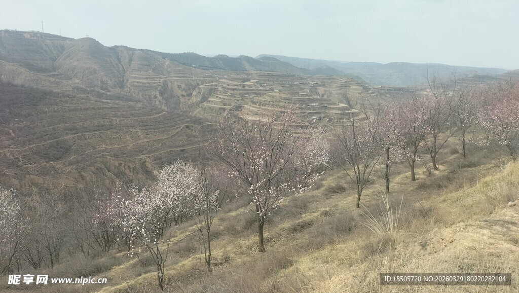 山间绽放的烂漫桃花