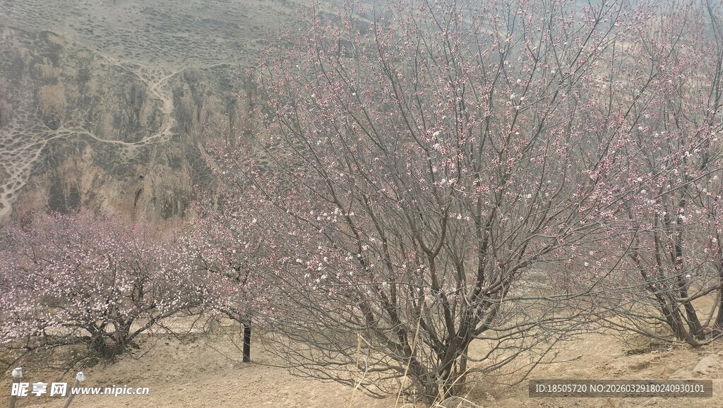 山间绽放的粉嫩桃花树