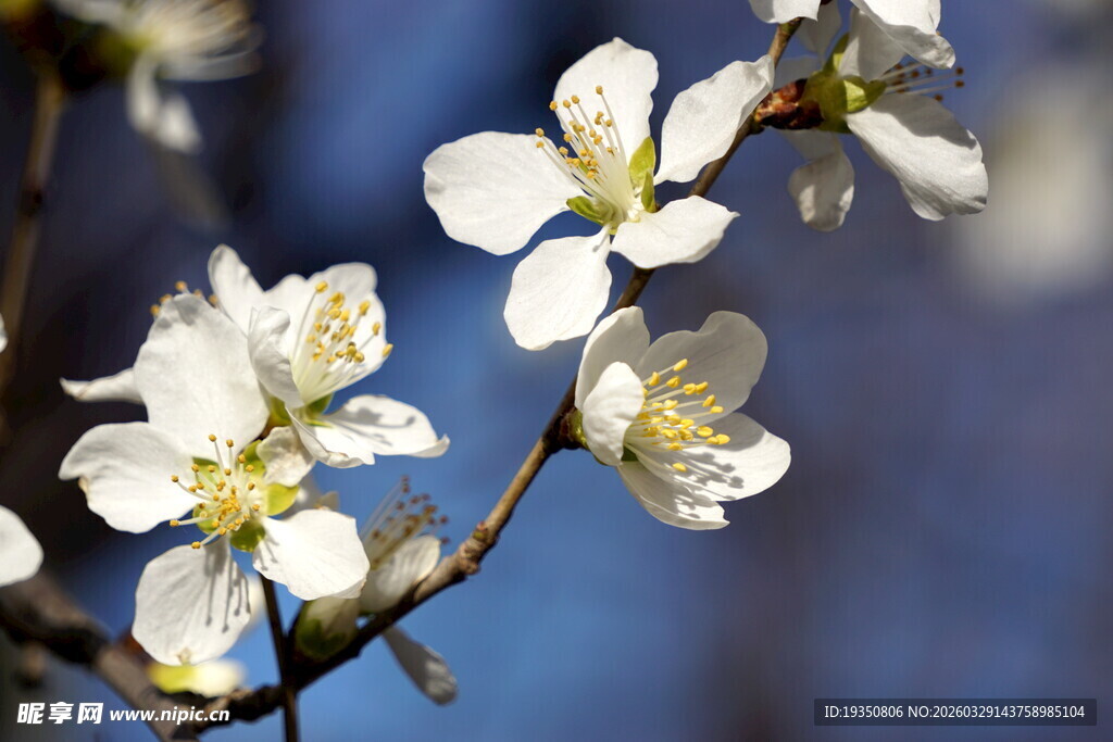 春天桃花的花瓣