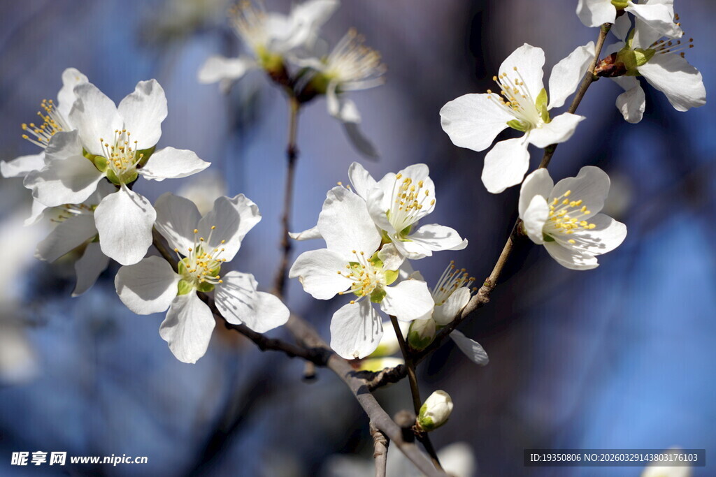 春天盛开的桃花