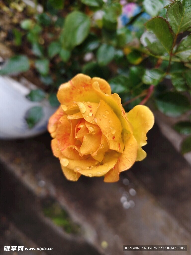 娇艳黄玫瑰绽放瞬间