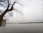 湖畔垂柳