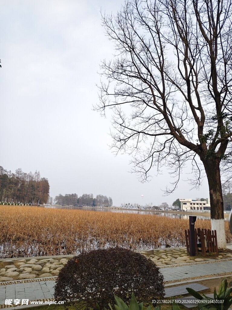 冬日旷野旁的树木景观