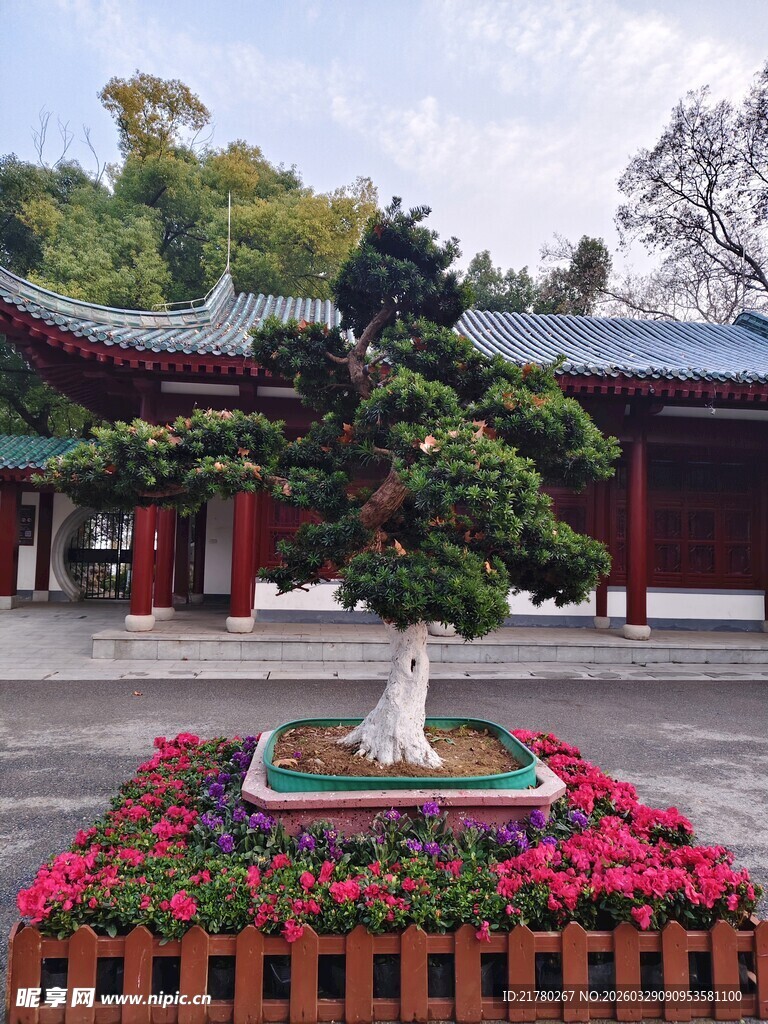 中式庭院中的精致盆景