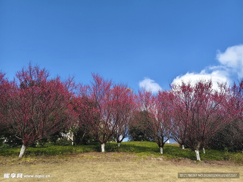 春日烂漫桃林美景