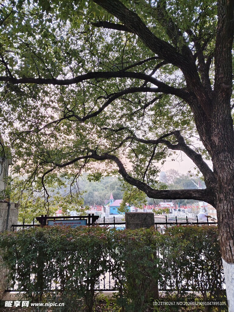 繁茂大树下的城市景象