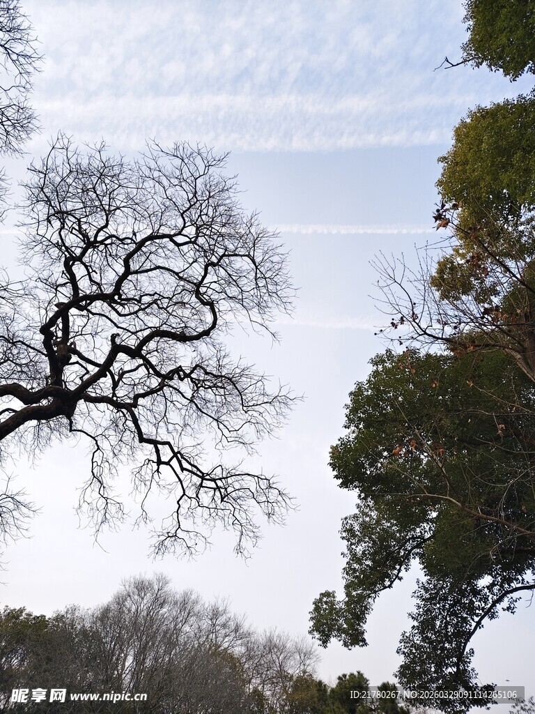 枯树傲立蓝天绿树间