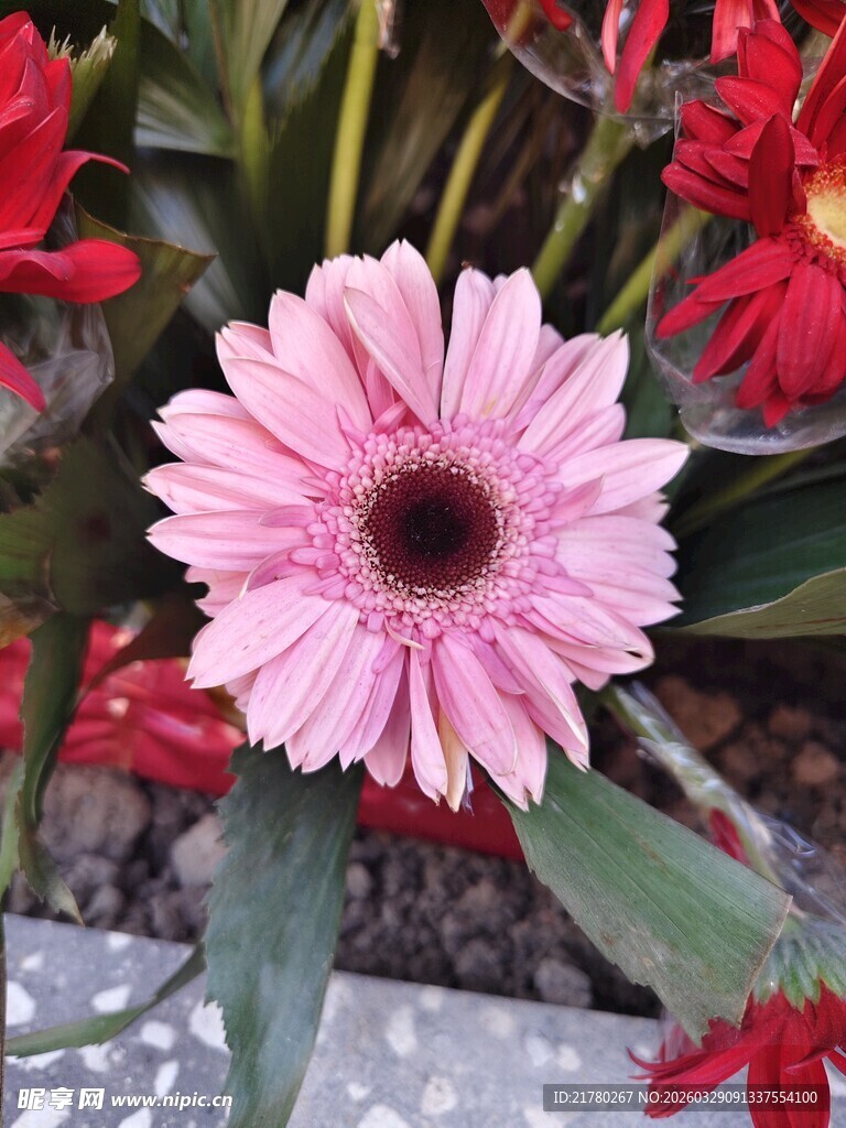 娇艳粉色非洲菊绽放