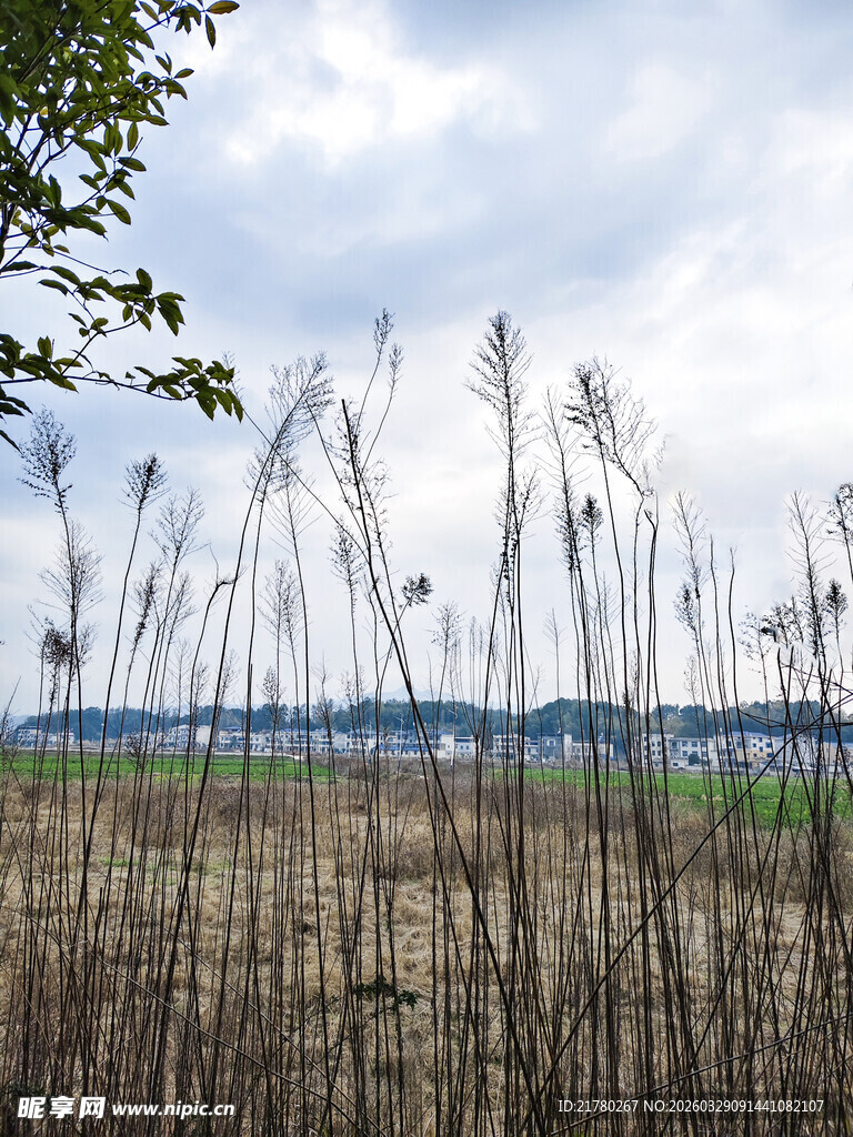 秋日芦苇荡风景