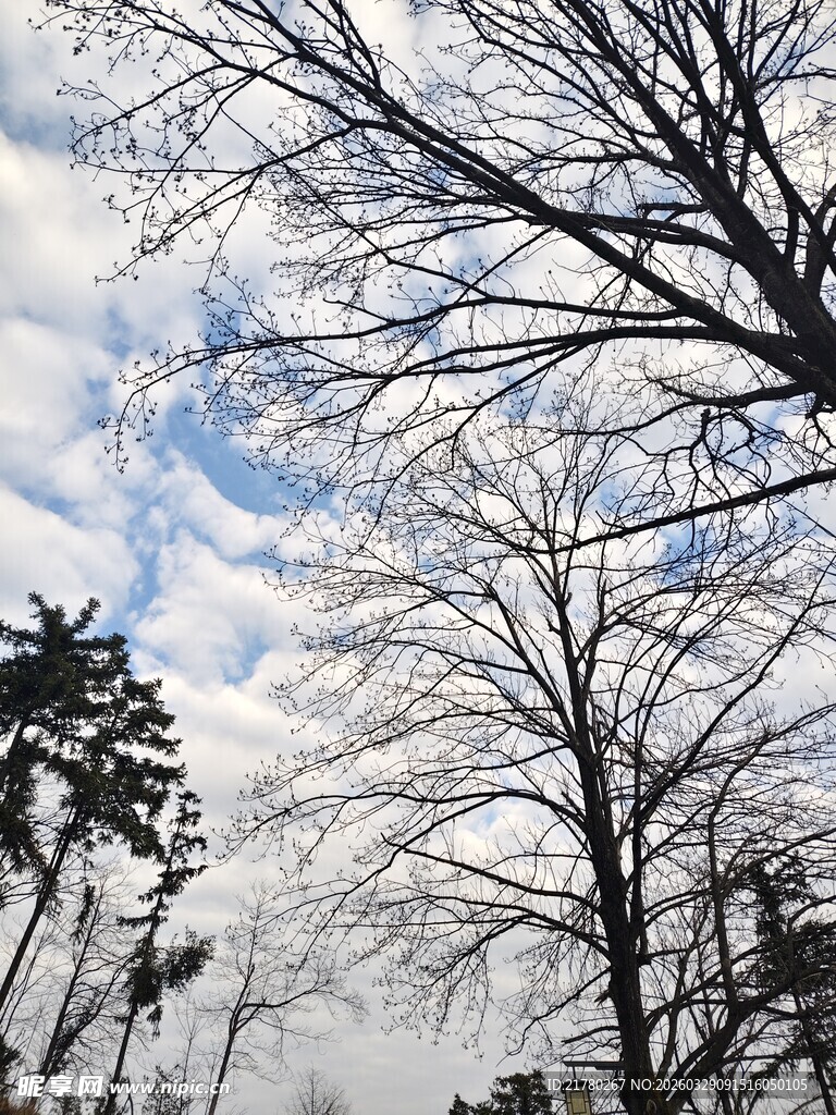 冬日枯树与蓝天白云景象