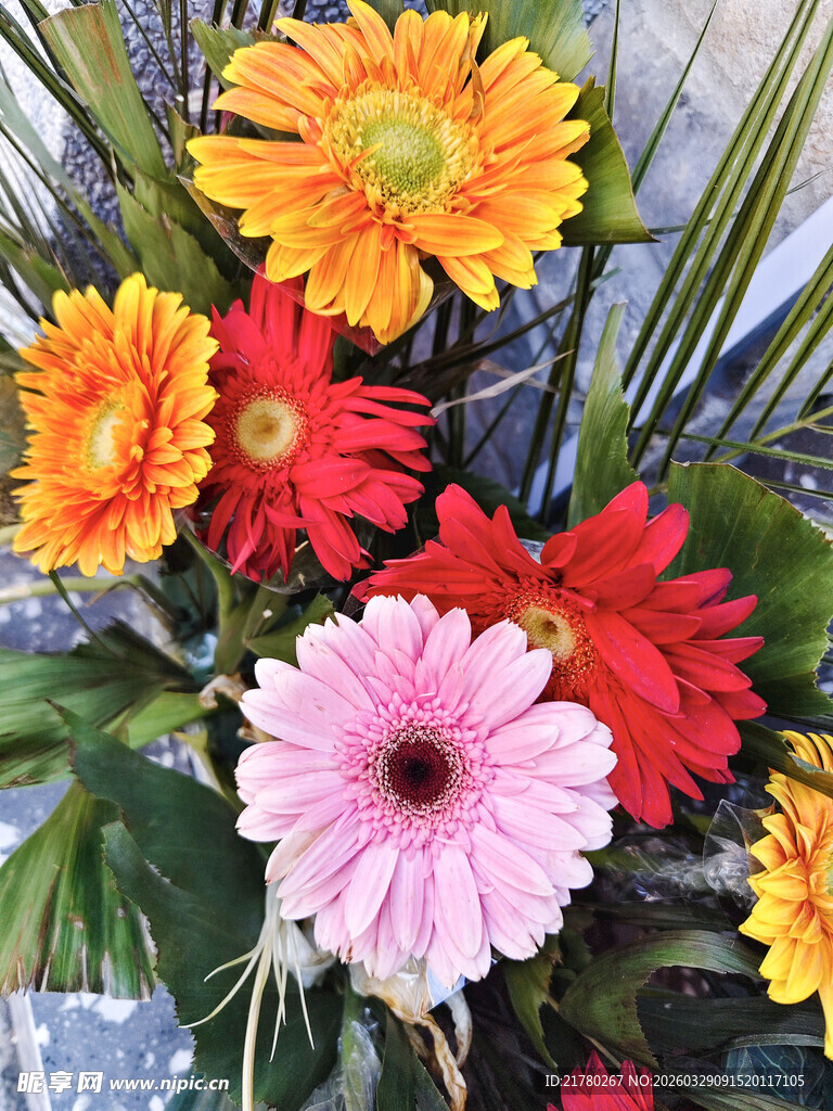 多彩非洲菊花卉特写