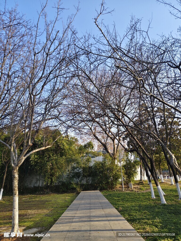 冬日林间幽静小道