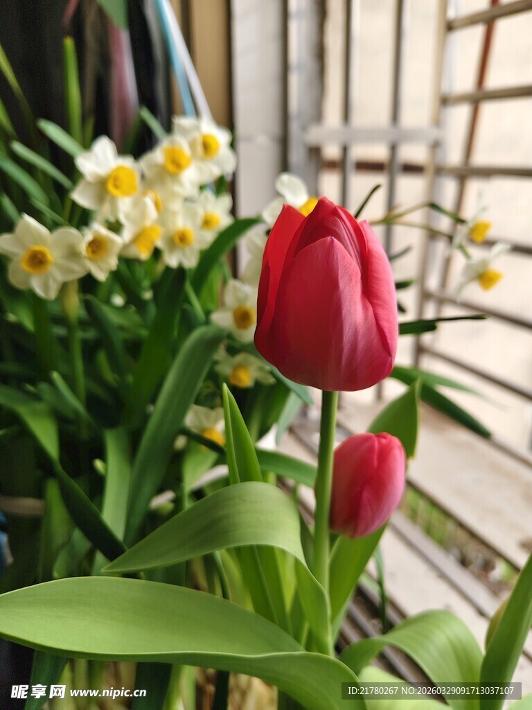 窗边郁金香  水仙花