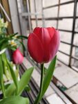 窗边娇艳红郁金香
