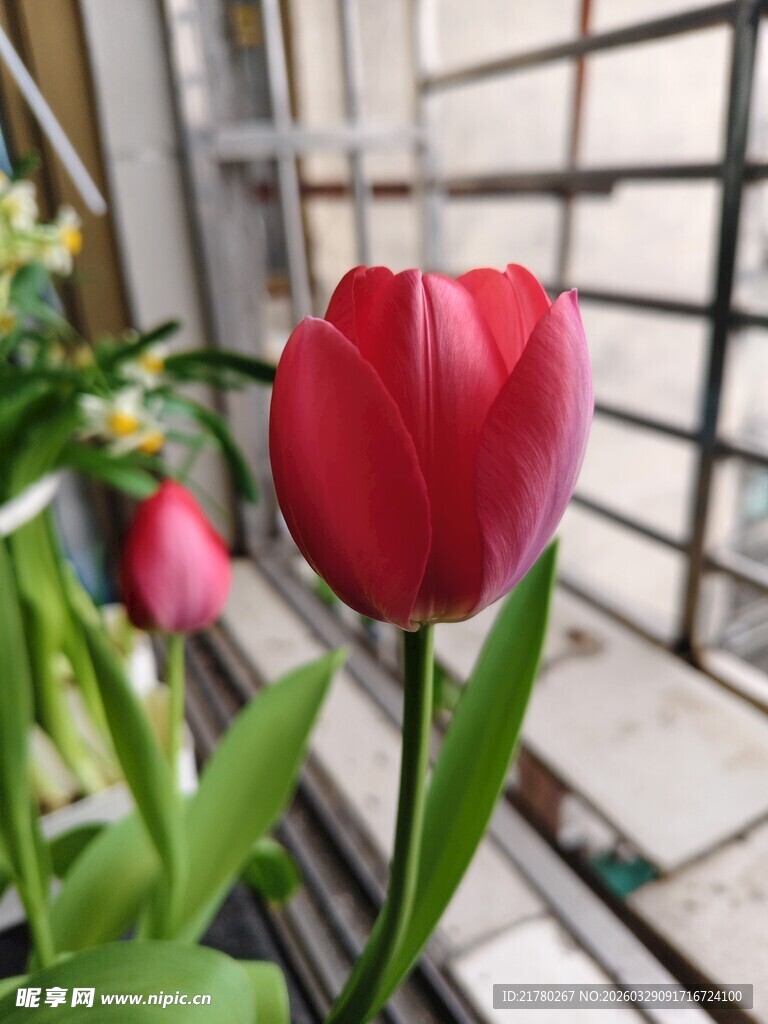 窗边娇艳红郁金香