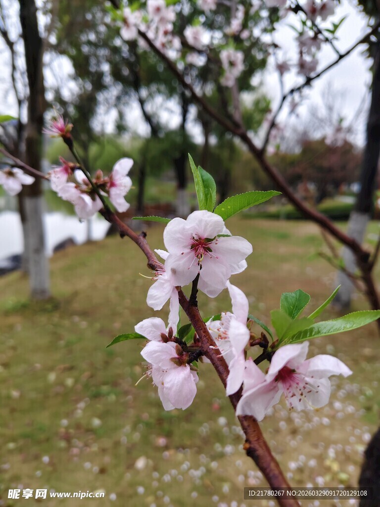 枝头绽放的粉嫩桃花