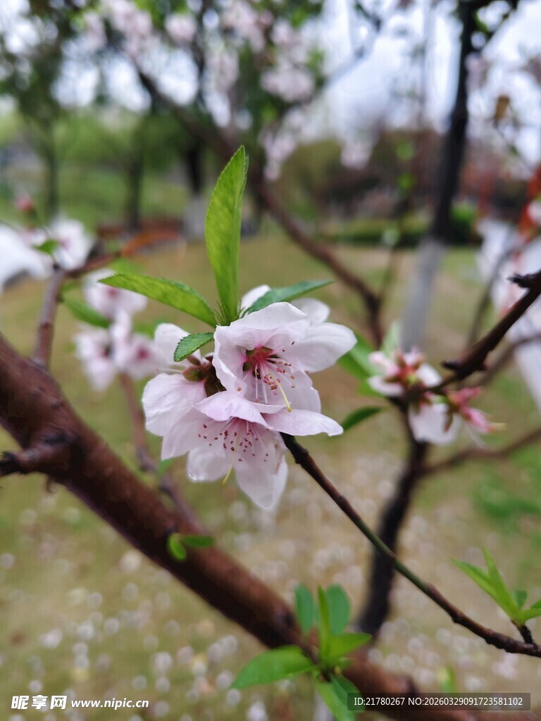 枝头绽放的粉嫩桃花