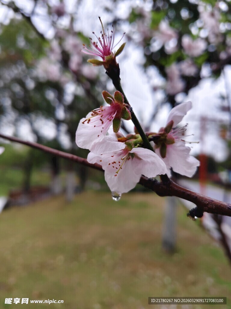 枝头绽放的粉嫩桃花