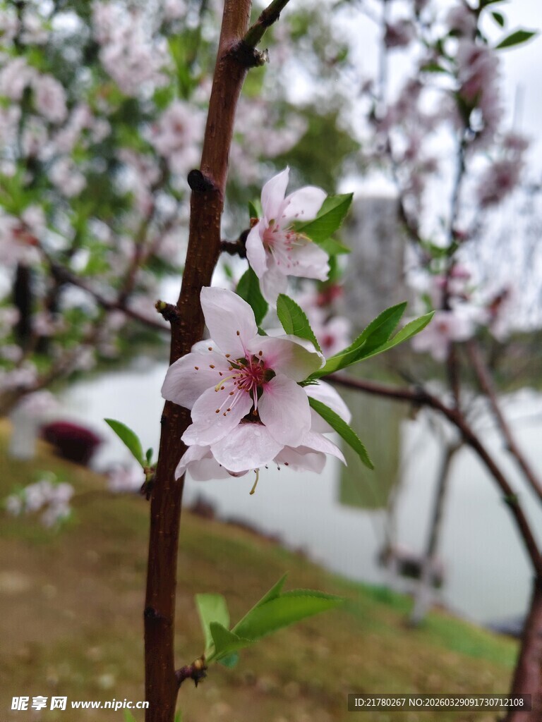 枝头绽放的粉嫩桃花