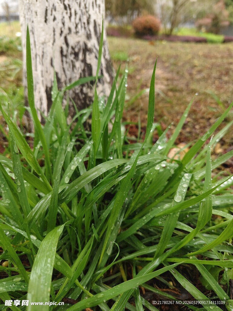树下嫩绿青草生机勃勃