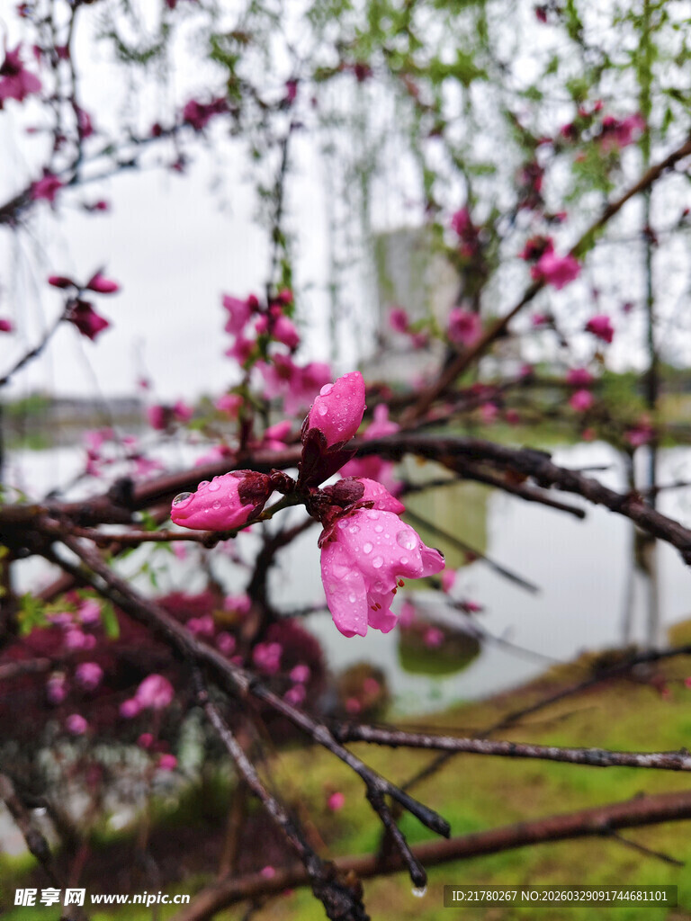 雨中绽放的娇艳粉色花朵