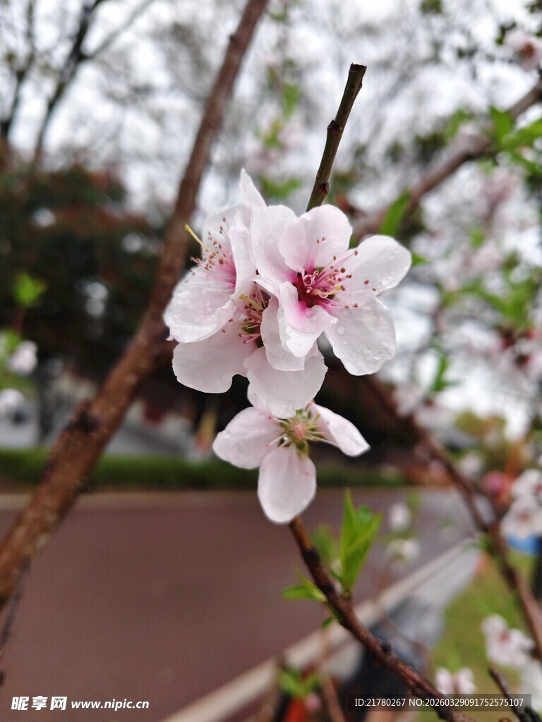 枝头绽放的粉嫩桃花