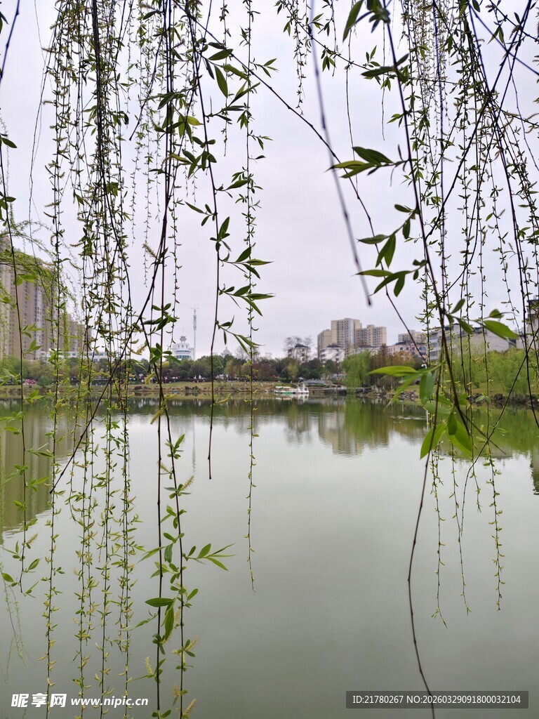 湖畔垂柳 宁静春日景致
