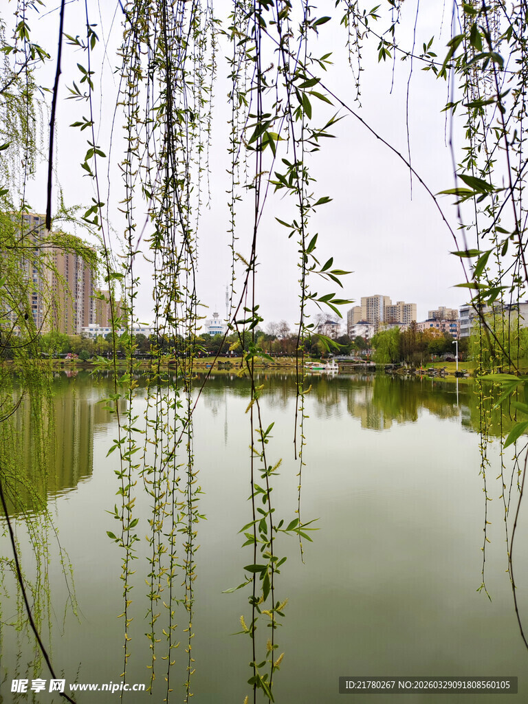 湖畔垂柳映碧水