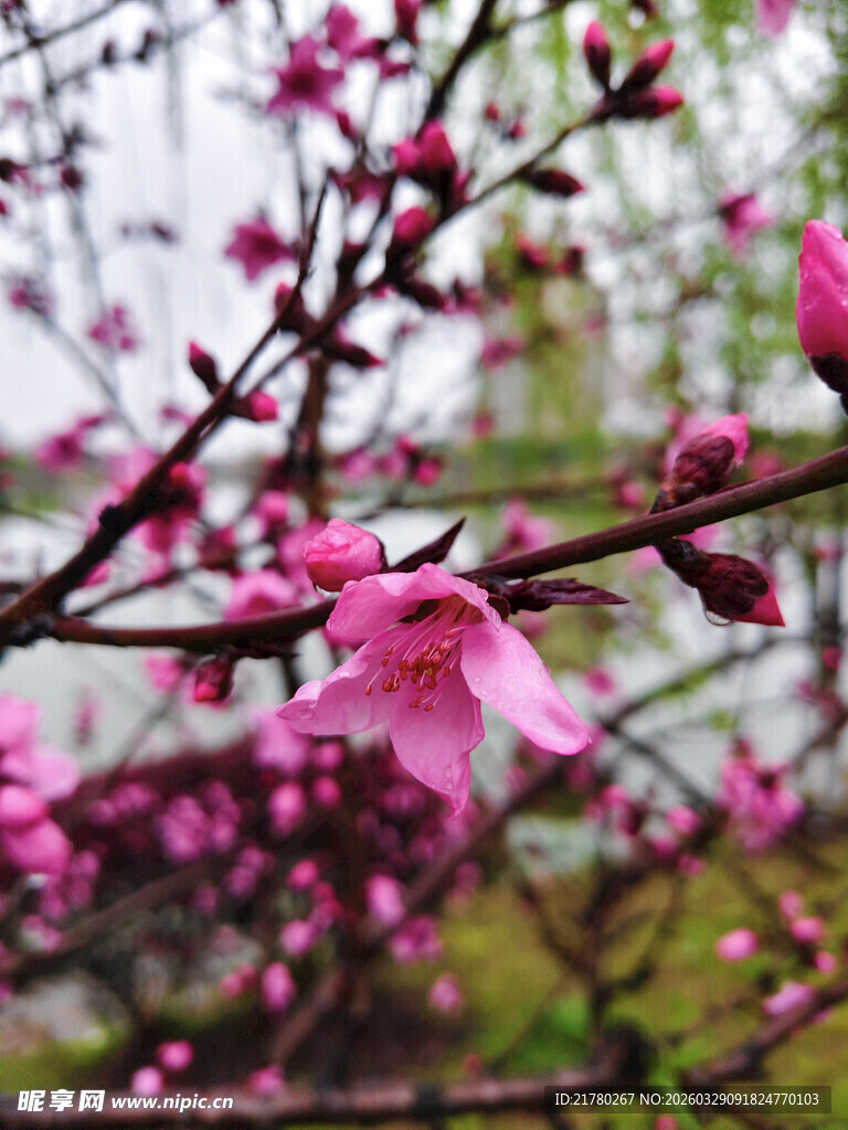 枝头绽放的粉嫩桃花