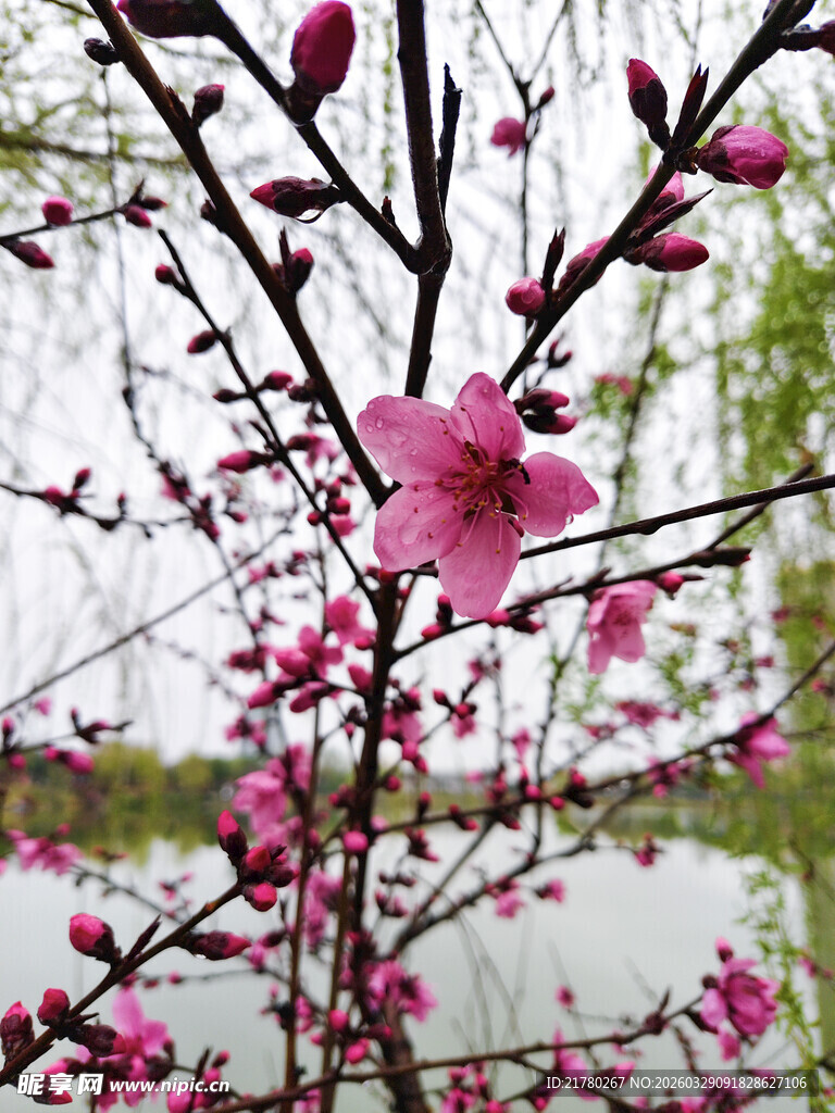 湖畔绽放的娇艳桃花