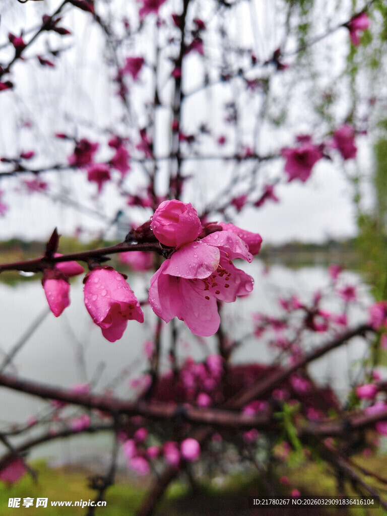 湖畔绽放的娇艳粉色花朵